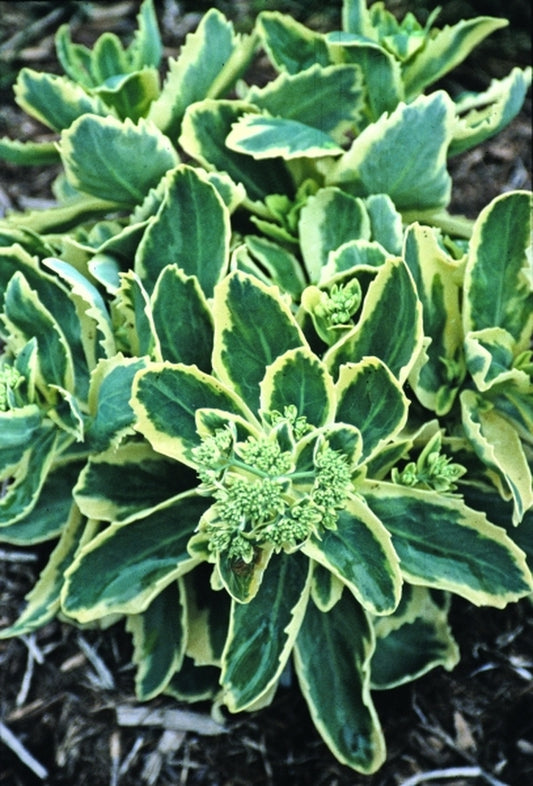 Image of Sedum 'Lajos' PP 14,421|Juniper Level Botanic Gdn, NC|JLBG