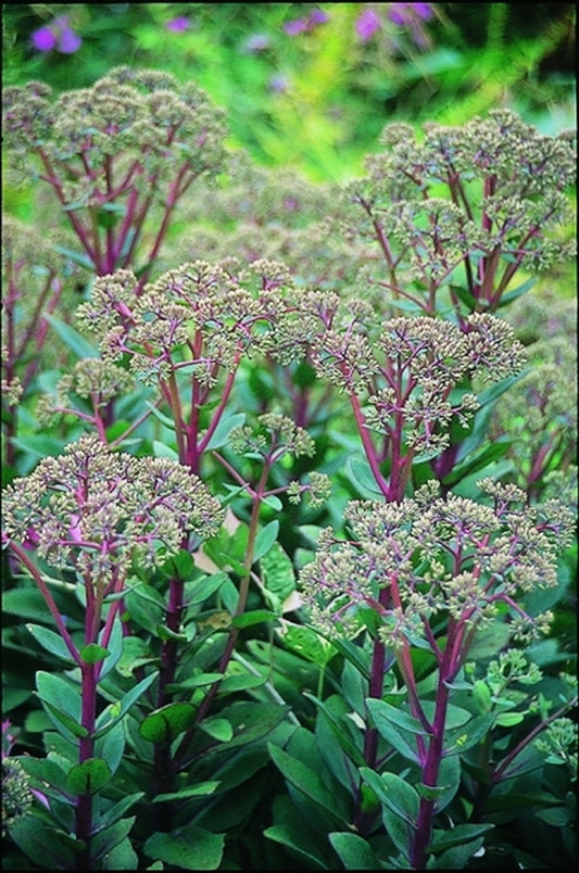 Image of Sedum 'Matrona'|J.C. Raulston Arboretum, NC|
