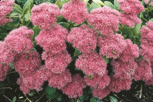 Image of Sedum 'Neon'|Juniper Level Botanic Gdn, NC|JLBG