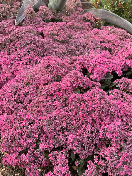 sedum sunset succulent Sedum October Sunset