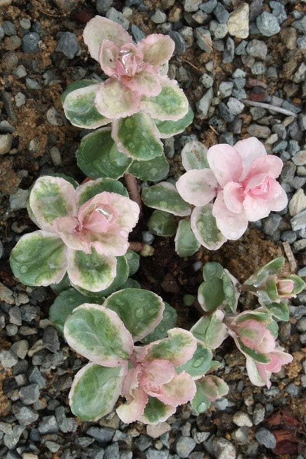 sedum succulent pink Sedum Pinky