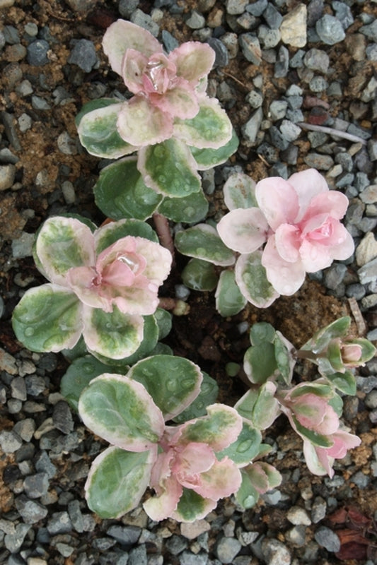 Image of Sedum 'Pinky'||