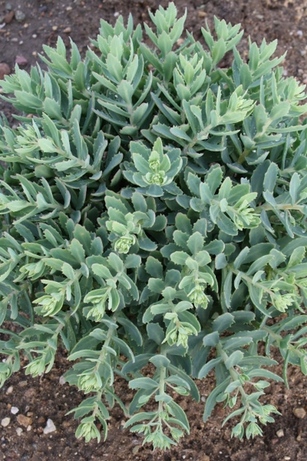 joy succulents Learn about Sedum 'Pure Joy' PP 24,194 | Pure Joy Stonecrop