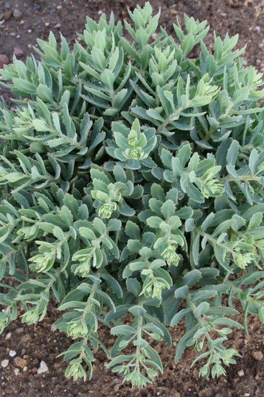 Image of Sedum 'Pure Joy' PP 24,194|Walters Gardens, MI|