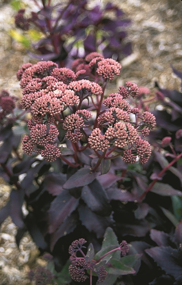 Image of Sedum 'Purple Emperor'|Juniper Level Botanic Gdn, NC|JLBG