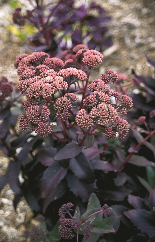 Image of Sedum 'Purple Emperor'|Juniper Level Botanic Gdn, NC|JLBG