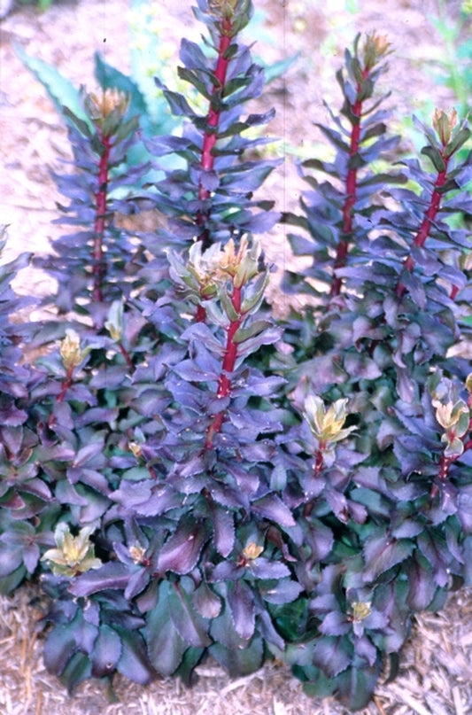 Image of Sedum 'Ringmore Ruby'|Juniper Level Botanic Gdn, NC|JLBG