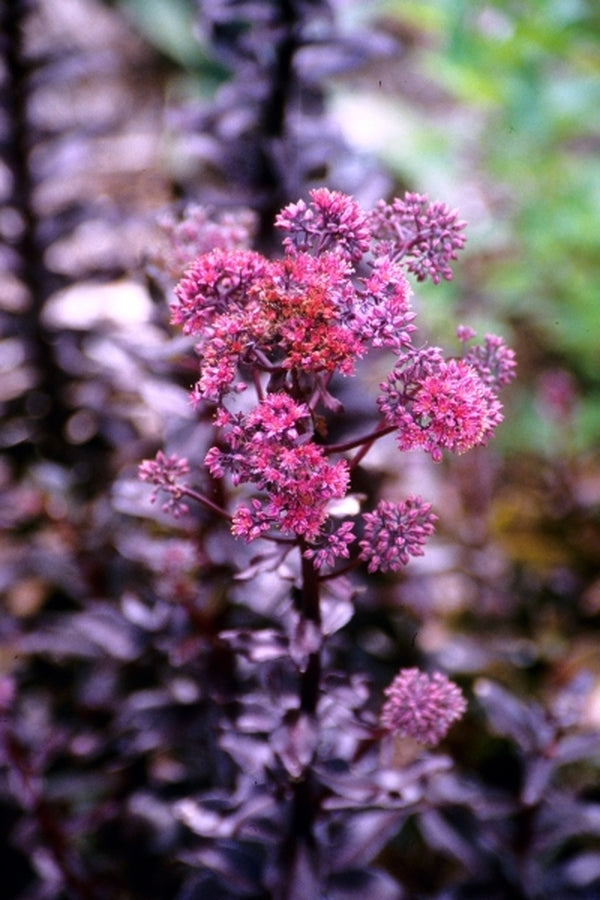 Image of Sedum 'Ringmore Ruby'|Juniper Level Botanic Gdn, NC|JLBG