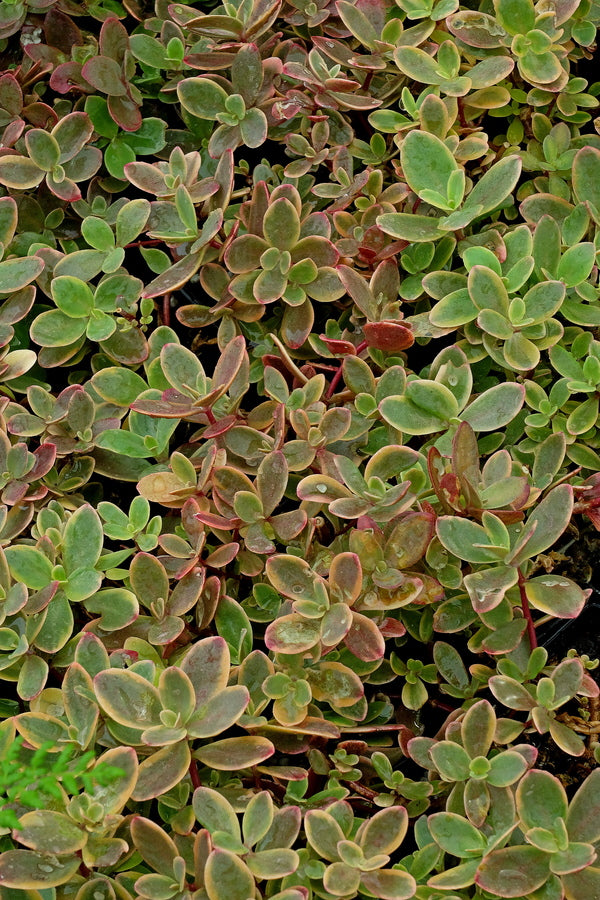 Image of Sedum 'Wildfire' PP 28,621|Juniper Level Botanic Gdn, NC|JLBG