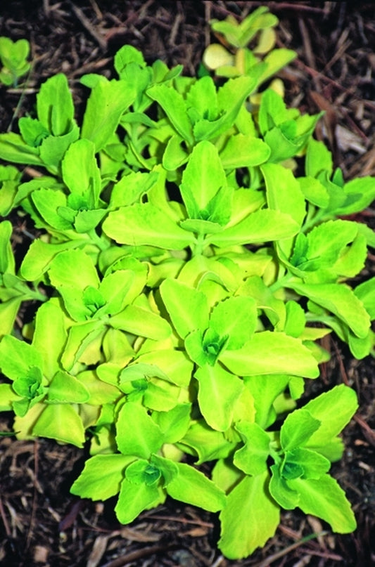 Image of Sedum alboroseum 'Lemonade'|Juniper Level Botanic Gdn, NC|JLBG
