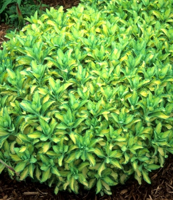 Image of Sedum alboroseum 'Mediovariegatum'||