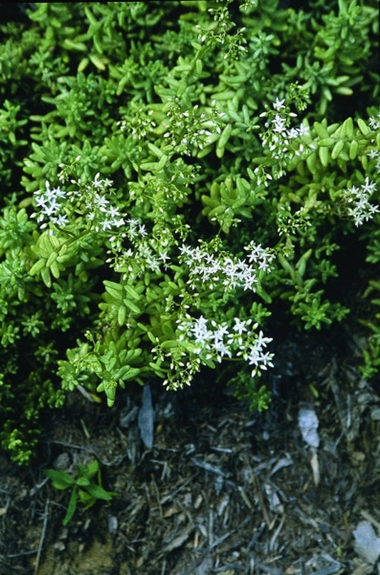 Image of Sedum album 'France'|Juniper Level Botanic Gdn, NC|JLBG