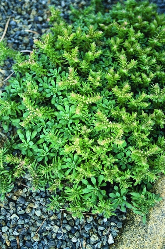 Image of Sedum glaucophyllum coll. #A2VA-063|Juniper Level Botanic Gdn, NC|JLBG