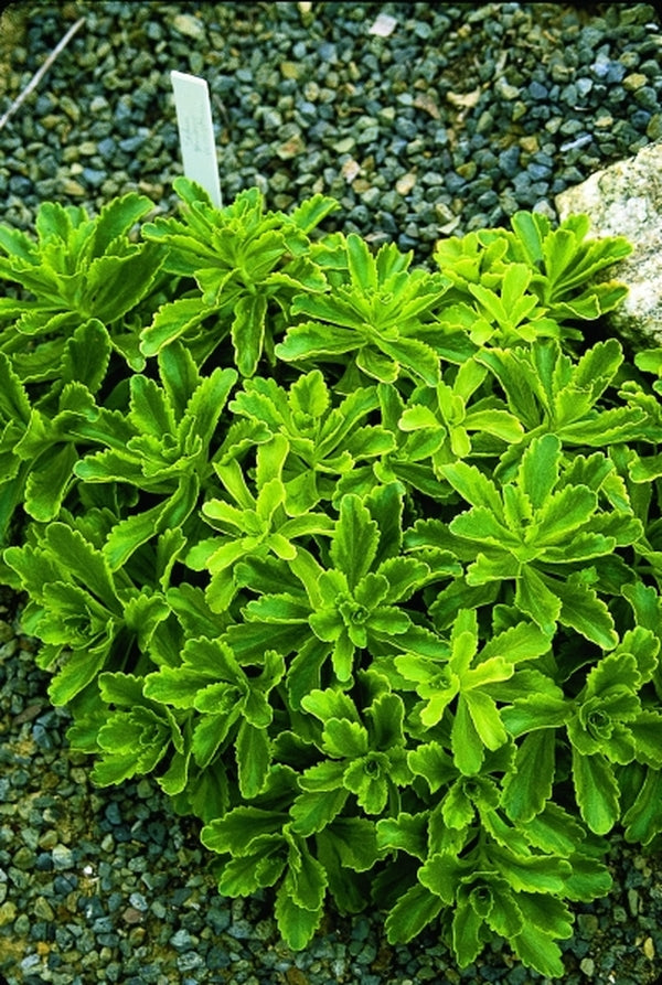 Image of Sedum kamtschaticum forma variegatum|Juniper Level Botanic Gdn, NC|JLBG