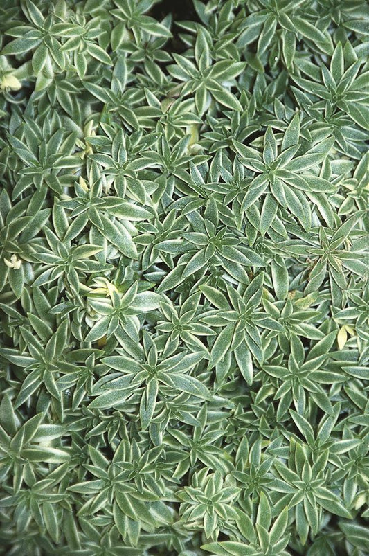 Image of Sedum lineare 'Variegatum'|Juniper Level Botanic Gdn, NC|JLBG