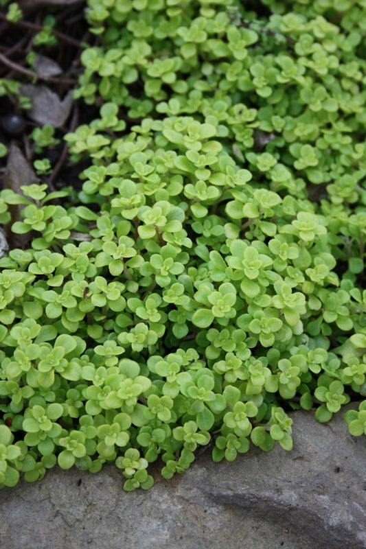Image of Sedum makinoi 'Ogon'|Juniper Level Botanic Gdn, NC|JLBG