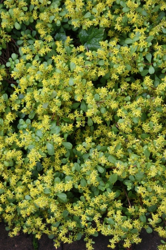 Image of Sedum makinoi var. emarginatum 'Eco Mt. Emei'|Juniper Level Botanic Gdn, NC|JLBG