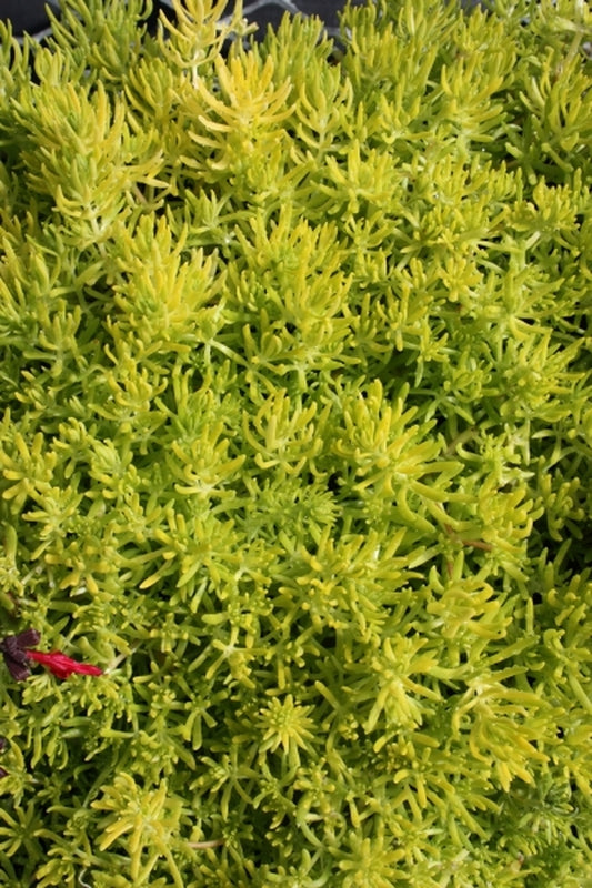 Image of Sedum mexicanum 'Lemon Ball'||