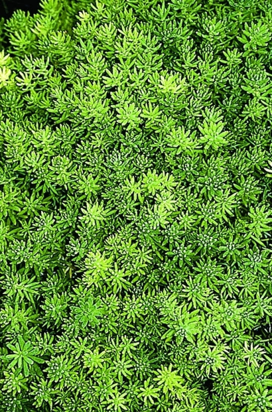 Image of Sedum mexicanum|Juniper Level Botanic Gdn, NC|JLBG