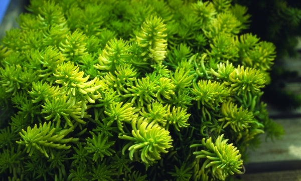 Image of Sedum rupestre 'Angelina' PPAF|Planthaven, CA|PlantHaven