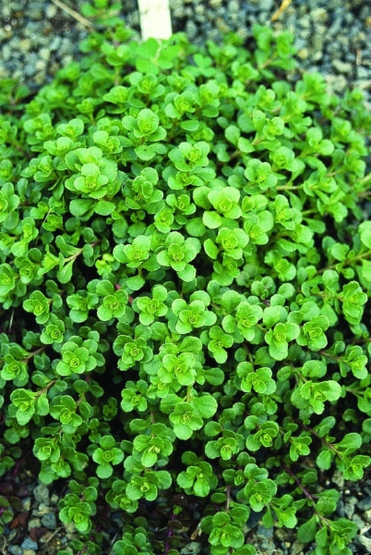 Image of Sedum stoloniferum coll. #TLRG-056|Juniper Level Botanic Gdn, NC|JLBG