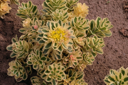 Image of Sedum takesimense 'Atlantis' PP 27,454|Walters Gardens, MI|