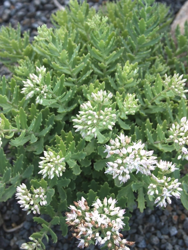 Image of Sedum tatarinowii 'Thundercloud' PP 21,833taken at Juniper Level Botanic Gdn, NC by JLBG
