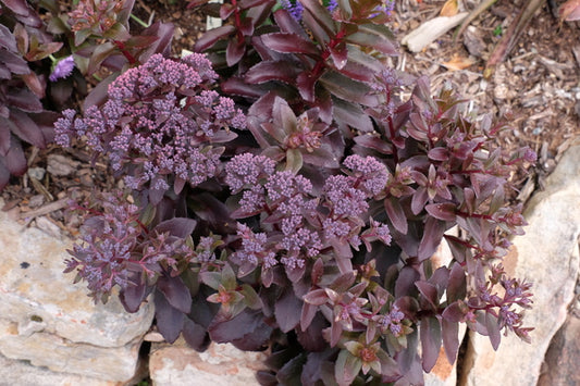 Image of Sedum telephium 'Dark Magic' PP 27,619|Juniper Level Botanic Gdn, NC|JLBG