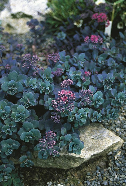 Image of Sedum telephium 'Sunset Cloud'|Juniper Level Botanic Gdn, NC|JLBG