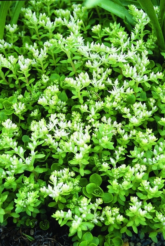 Image of Sedum ternatum coll. #A11NC-112|Juniper Level Botanic Gdn, NC|JLBG