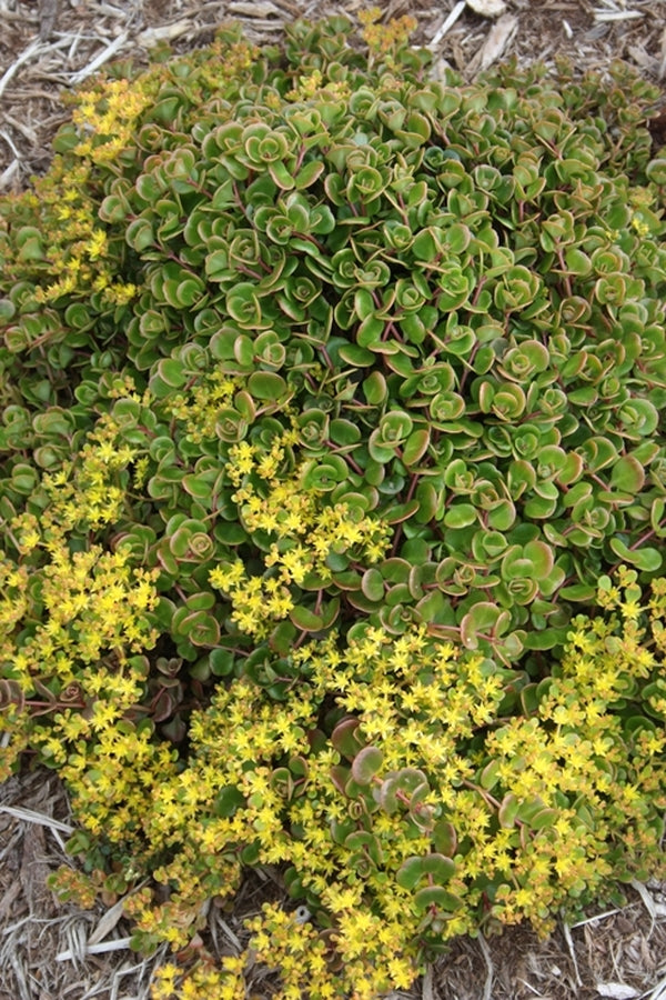 yellow succulent ground cover Learn about Sedum tetractinum | Coral Reef Stonecrop