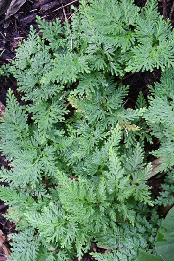 Image of Selaginella pallescens|Juniper Level Botanic Gdn, NC|JLBG