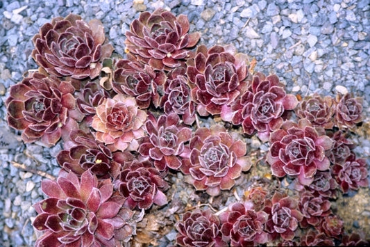 Image of Sempervivum 'Crispin'|Juniper Level Botanic Gdn, NC|JLBG