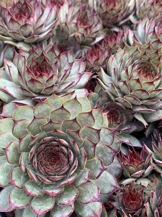 Image of Sempervivum 'Dakota'taken at Juniper Level Botanic Gdn, NC by C. Hardison