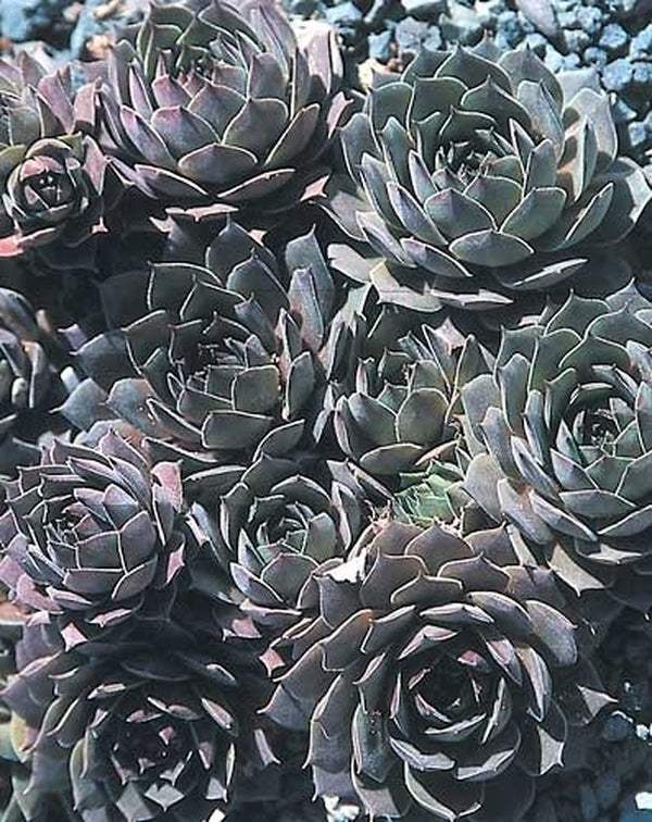 Image of Sempervivum 'Unicorn'|Juniper Level Botanic Gdn, NC|JLBG