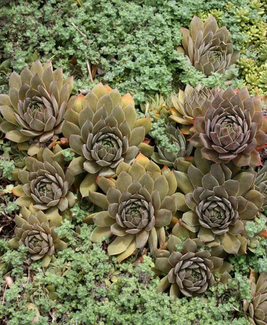 Image of Sempervivum 'Unicorn'|Juniper Level Botanic Gdn, NC|JLBG