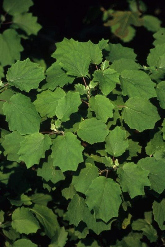 Image of Senecio aschenborianus|Juniper Level Botanic Gdn, NC|JLBG