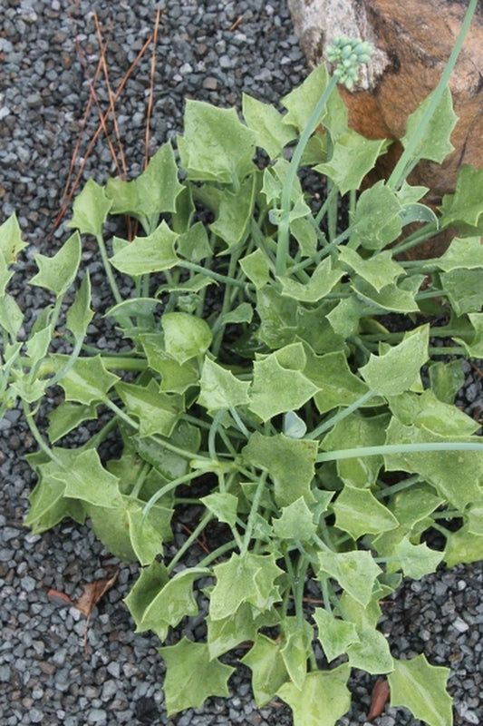 Image of Senecio tropaeolifolius|Juniper Level Botanic Gdn, NC|JLBG