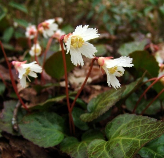 Image of Shortia galacifolia||Joe Townsend