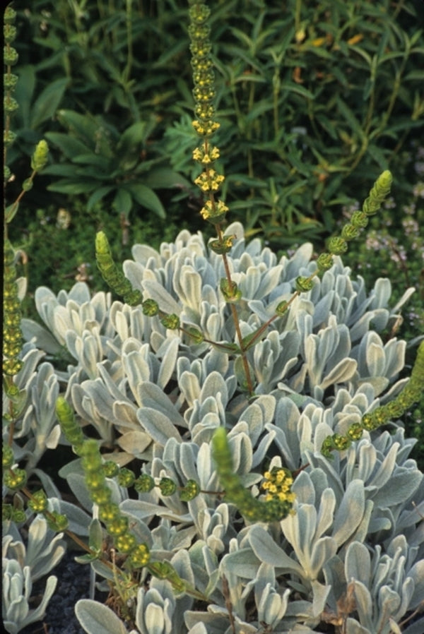 Image of Sideritis cypria|Juniper Level Botanic Gdn, NC|JLBG