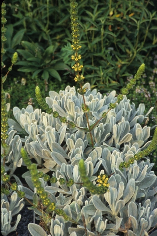 Image of Sideritis cypria|Juniper Level Botanic Gdn, NC|JLBG