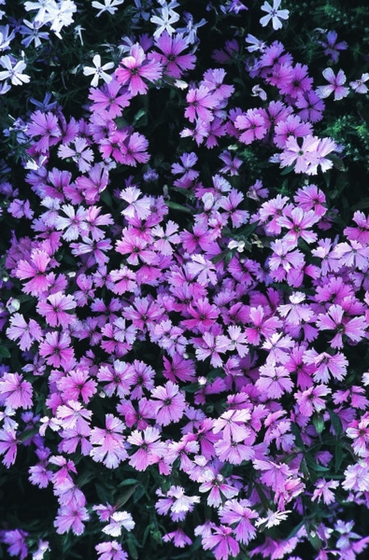Image of Silene 'Longwood'|Juniper Level Botanic Gdn, NC|JLBG