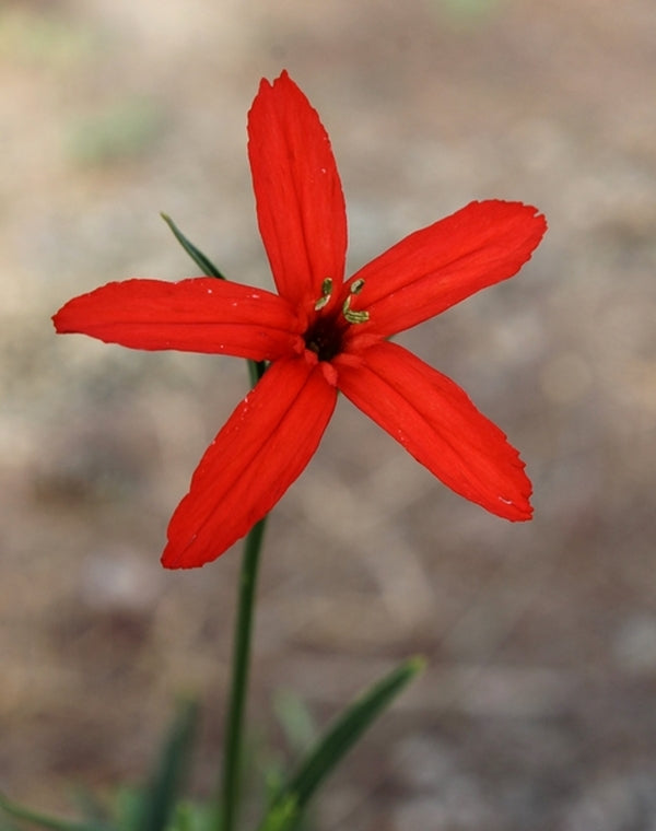 Image of Silene subciliatataken at Juniper Level Botanic Gdn, NC by JLBG