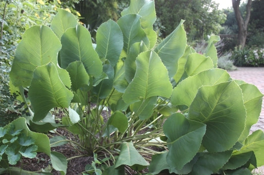 Image of Silphium terebinthinaceum|Juniper Level Botanic Gdn, NC|JLBG