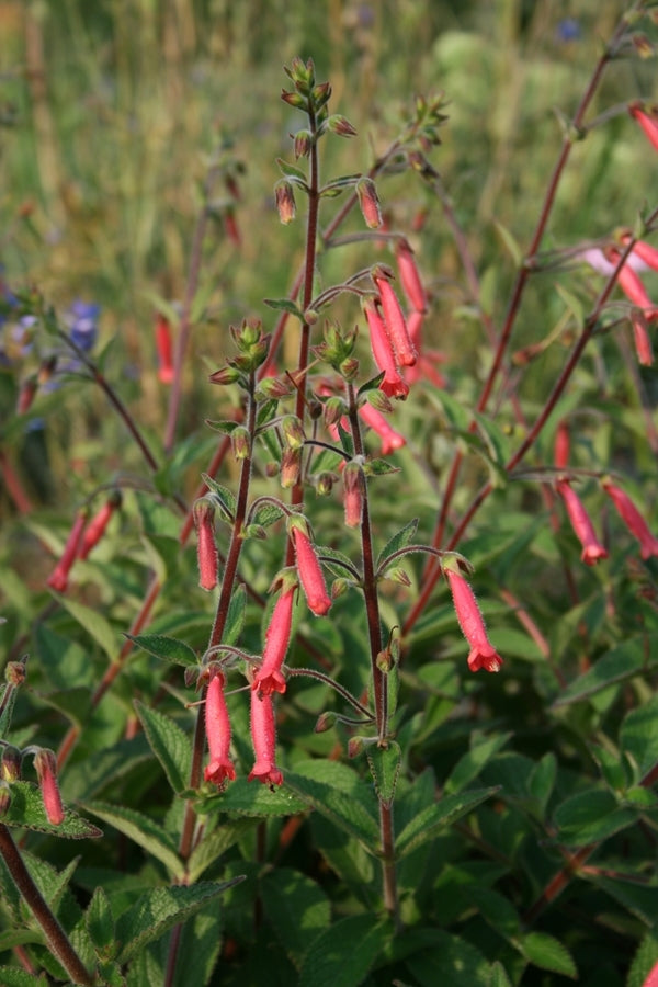 Image of Sinningia 'Scarlet O'Hara'|Juniper Level Botanic Gdn, NC|JLBG