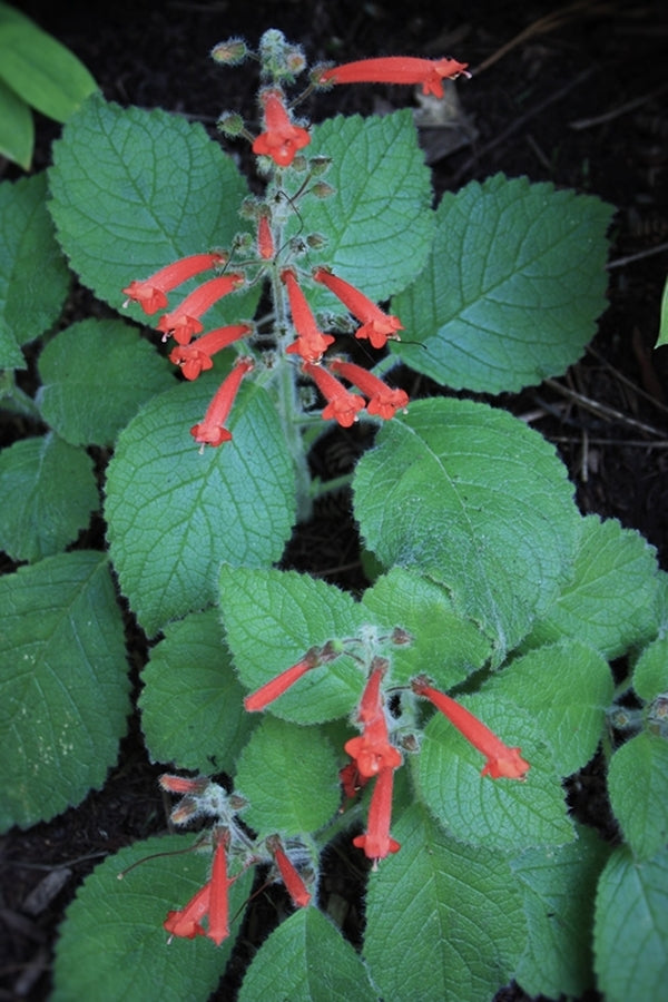 Image of Sinningia araneosa|Juniper Level Botanic Gdn, NC|JLBG