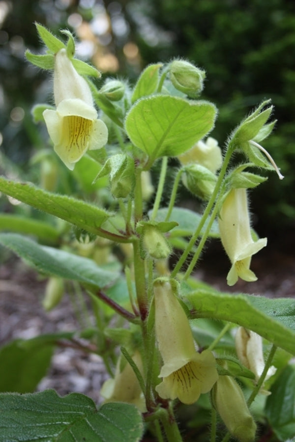 Image of Sinningia conspicua|Juniper Level Botanic Gdn, NC|JLBG