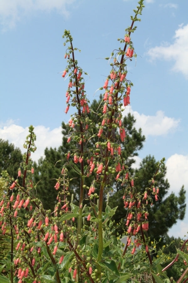 Image of Sinningia sellovii|Juniper Level Botanic Gdn, NC|JLBG
