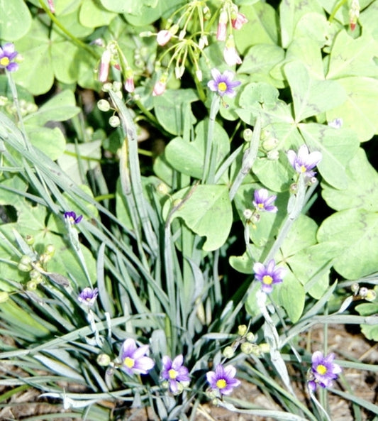 Image of Sisyrinchium bermudianum coll. #A1BE-003|Juniper Level Botanic Gdn, NC|JLBG