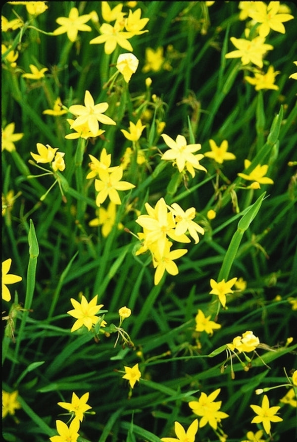 Image of Sisyrinchium tinctorium 'Puerto Yellow' (coll. #A1M-47)|Juniper Level Botanic Gdn, NC|JLBG
